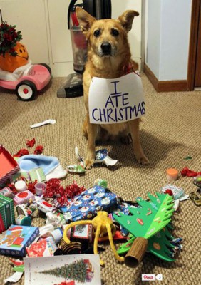 Hunde zerstören Weihnachten