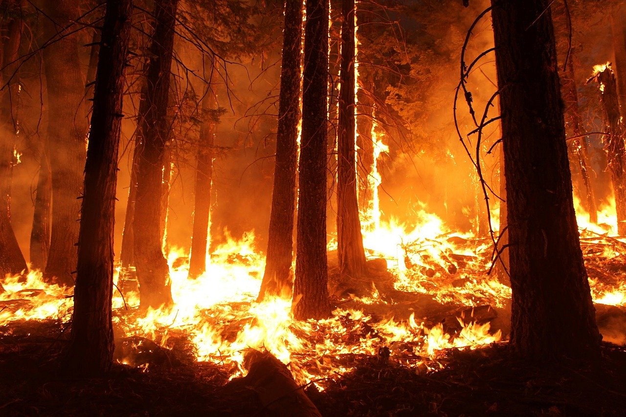 In Australien wüten seit Monaten heftige Waldbrände - eine unkontrollierbare Gefahr für Mensch und Tier.